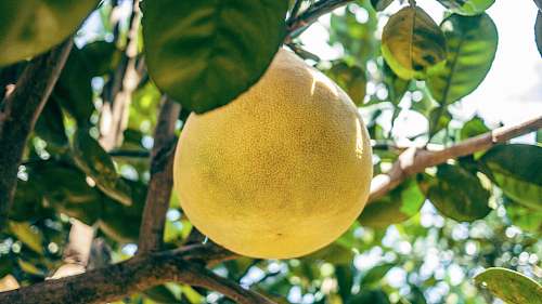 citrus fruit yellow fruit food